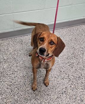 Sisco -  Terrier Dog for Adoption in Athens, Tennessee - Sisco | PetCurious