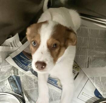 Cody -  Australian Shepherd Dog for Adoption in Parma, Ohio - Cody | PetCurious