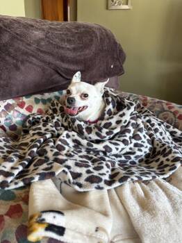 Chihuahua and Papillon Dogs Available for Adoption - AC Minnie | PetCurious