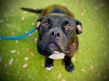 JUNEBUG -  Pit Bull Terrier and Mixed Breed Dog for Adoption in Orlando, Florida - JUNEBUG | PetCurious