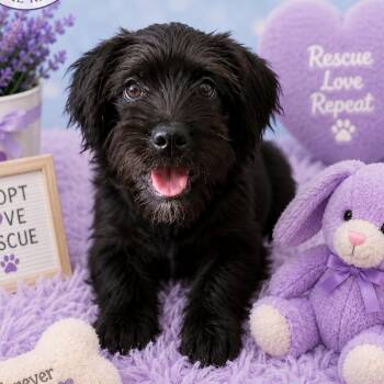 Fala -  Wheaten Terrier Dog for Adoption in Poinciana, Florida - Fala | PetCurious
