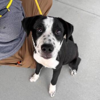 Arlo -  Mixed Breed Dog for Adoption in Madison, Wisconsin - Arlo | PetCurious