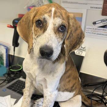 Harlan (26-4A-1) -  Coonhound and Plott Hound Dog for Adoption in Rifle, Colorado - Harlan (26-4A-1) | PetCurious