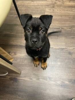 Dottie -  Rottweiler Dog Available for Adoption in Chestertown, Maryland - Dottie | PetCurious
