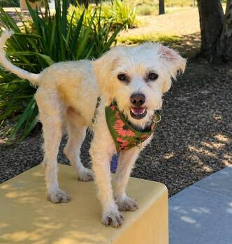 Chauncey -  Maltese Dog for Adoption in Palo Alto, California - Chauncey | PetCurious