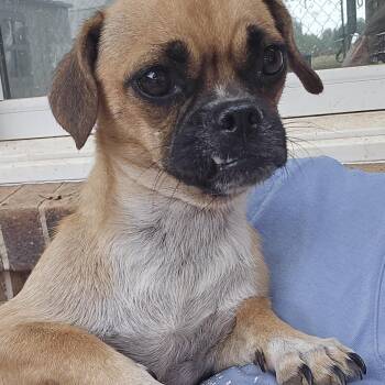Hazel -  Pug Dog for Adoption in Athens, Alabama - Hazel | PetCurious