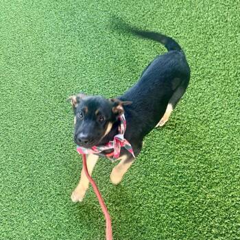 Mixed Breed Dogs Available for Adoption - Oogie Boogie AKA Chance 9737 | PetCurious