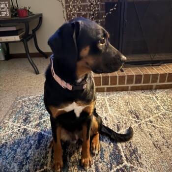 Coonhound and Rottweiler Dogs Available for Adoption in Seward, Nebraska - Zoe | PetCurious