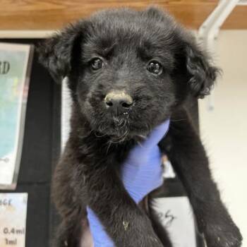Poodle and Golden Retriever Dogs Available for Adoption in Morton Grove, Illinois - Levi | PetCurious