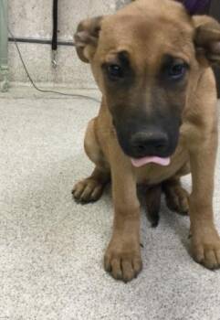 Mastiff and Mixed Breed Dogs Available for Adoption - JODY | PetCurious