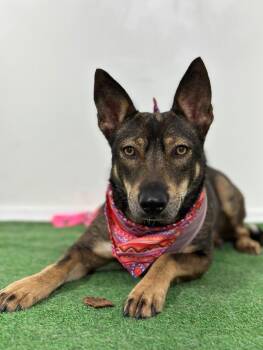 Rescue Australian Kelpie and Manchester Terrier Dogs for Adoption in Carlsbad, California - Nellie | PetCurious
