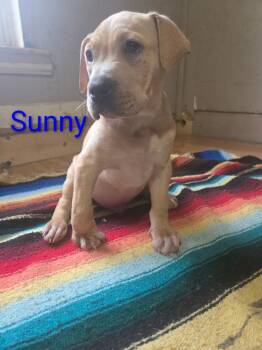 Boxer and Mixed Breed Dogs Available for Adoption in Peru, New York - ***Courtesy Listing*** Sunny | PetCurious