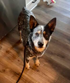 Australian Cattle Dog Blue Heeler Dogs Available for Adoption - Amos | PetCurious