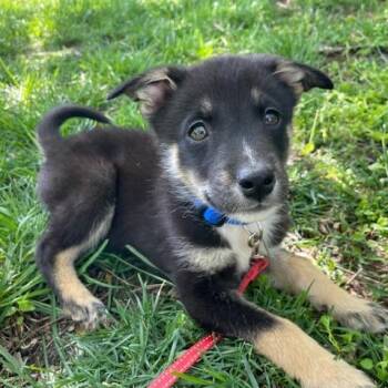 Husky Dogs Available for Adoption in Dayton, Ohio - Buckeye | PetCurious