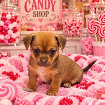 Kit -  Chihuahua and Dachshund Dog for Adoption in Baton Rouge, Louisiana - Kit | PetCurious