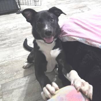 Runna -  Mixed Breed Dog for Adoption in Chattanooga, Tennessee - Runna | PetCurious