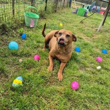 Espresso -  Hound and Terrier Dog for Adoption in Dover, Arkansas - Espresso | PetCurious