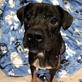 Ashley -  Mixed Breed Dog for Adoption in Olathe, Kansas - Ashley | PetCurious