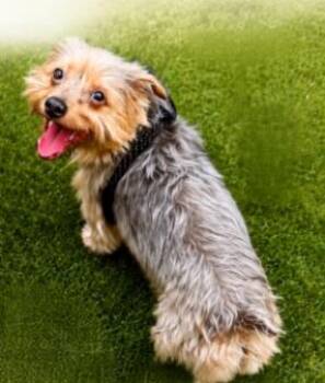 Frankie -  Yorkshire Terrier Dog for Adoption in Anthem, Arizona - Frankie | PetCurious