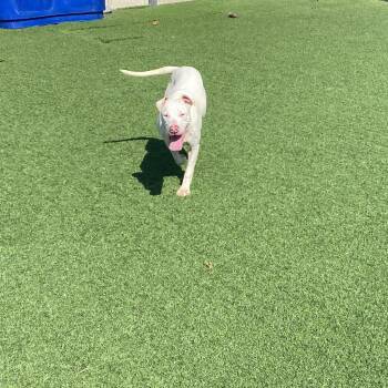 Mash AKA Bubbles -  Boxer and Mixed Breed Dog for Adoption in Loxahatchee Groves, Florida - Mash AKA Bubbles | PetCurious