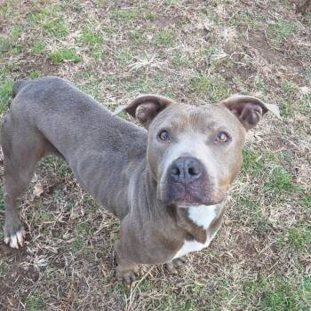 Nadia -  Pit Bull Terrier and Mixed Breed Dog for Adoption in Marble, North Carolina - Nadia | PetCurious