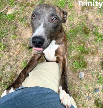 Trinity -  Greyhound and Shepherd Dog for Adoption in Little Rock, Arkansas - Trinity | PetCurious