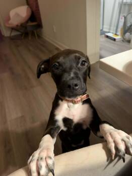 Dottie -  Black Labrador Retriever Dog for Adoption in Manhattan, Kansas - Dottie | PetCurious