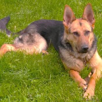 Bailey -  German Shepherd Dog Dog for Adoption in Des Moines, Iowa - Bailey | PetCurious