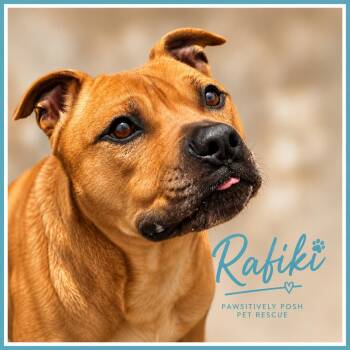 Rafiki -  Pit Bull Terrier Dog for Adoption in Chuckey, Tennessee - Rafiki | PetCurious