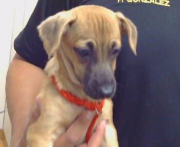 Rescue Chihuahua Dogs for Adoption in Sacramento, California - CUMIN | PetCurious