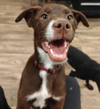 Rescue Labrador Retriever Dogs for Adoption in Ellis Grove, Illinois - Mustang | PetCurious