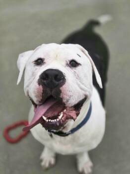Rosco -  American Bully Dog for Adoption in Hudson, New Hampshire - Rosco | PetCurious