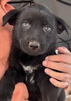 Amber -  Shepherd Dog for Adoption in Vancouver, Washington - Amber | PetCurious