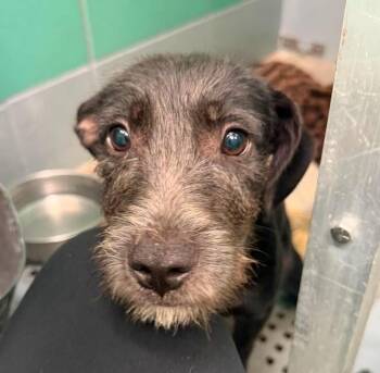 Boomer -  Schnauzer Dog for Adoption in Sedalia, Colorado - Boomer | PetCurious
