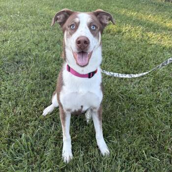Nena -  Husky Dog for Adoption in Eatontown, New Jersey - Nena | PetCurious
