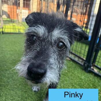 Wirehaired Terrier Dogs Available for Adoption in Tampa, Florida - Pinky | PetCurious