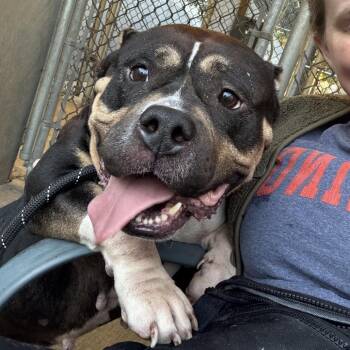 Gloria ~ Coming Soon!!! -  Pit Bull Terrier Dog for Adoption in Chicago, Illinois - Gloria ~ Coming Soon!!! | PetCurious