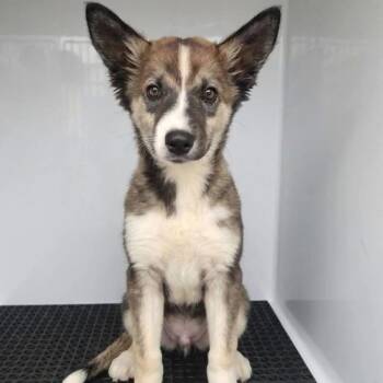 Bark Mahomes (p) -  Mixed Breed Dog for Adoption in New York, New York - Bark Mahomes (p) | PetCurious