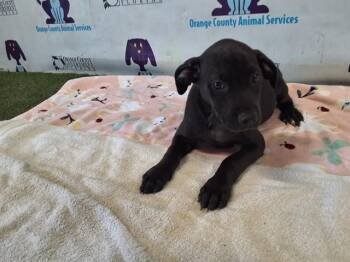 MACY -  Great Dane and Redbone Coonhound Dog for Adoption in Orlando, Florida - MACY | PetCurious