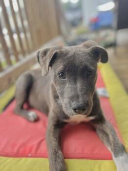 Terrier and Mixed Breed Dogs Available for Adoption in Blountville, Tennessee - Saphira | PetCurious
