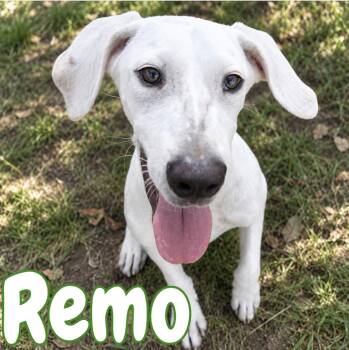 Remo -  Mixed Breed and Labrador Retriever Dog for Adoption in Mississauga, Ontario - Remo | PetCurious