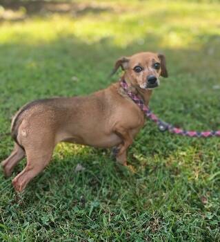 Ellie Mae -  Dachshund Dog for Adoption in Maynardville, Tennessee - Ellie Mae | PetCurious