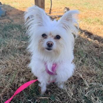 Rescue Maltese and Pomeranian Dogs for Adoption in Lenoir, North Carolina - Sugar | PetCurious