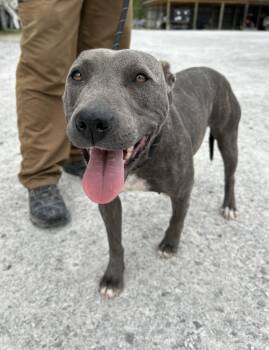 Mixed Breed Dogs Available for Adoption in Manchester, Tennessee - April | PetCurious