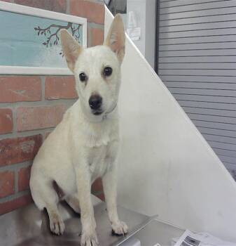 MAVIS -  Australian Cattle Dog Blue Heeler and Mixed Breed Dog for Adoption in Houston, Texas - MAVIS | PetCurious