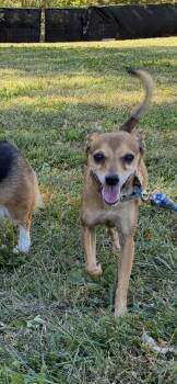 Peanut -  Italian Greyhound Dog for Adoption in St. Louis, Missouri - Peanut | PetCurious