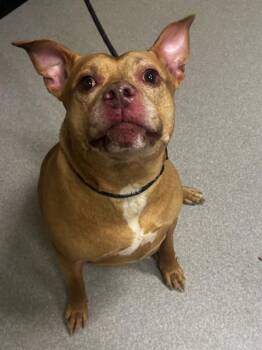 Pit Bull Terrier Dogs Available for Adoption in Indianapolis, Indiana - DUSTY | PetCurious