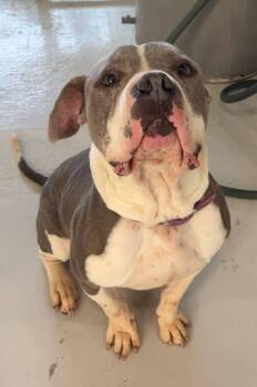 Pit Bull Terrier Dogs Available for Adoption in Eagle, Idaho - Ziggy --Courtesy Post. Out Of Town Pet. See Below For Details- | PetCurious