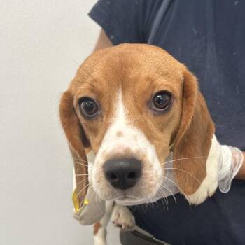 Tammy Sue 6090 -  Beagle Dog for Adoption in Loxahatchee Groves, Florida - Tammy Sue 6090 | PetCurious