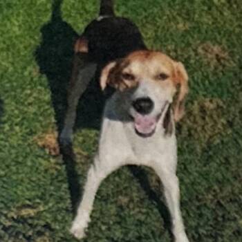 JerryRigged -  Coonhound Dog for Adoption in Savannah, Georgia - JerryRigged | PetCurious